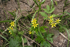 Gagea granulosa