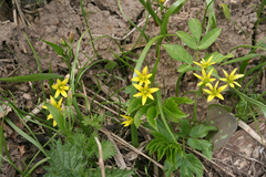Gagea granulosa