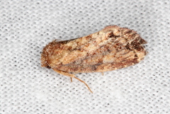 Elusa