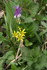 Gagea granulosa