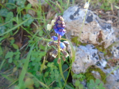 Bellevalia dubia boissieri