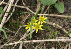 Gagea granulosa