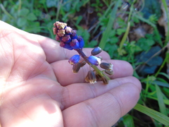 Bellevalia dubia boissieri