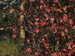 Viburnum ellipticum