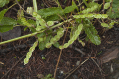 Hedysarum austrosibiricum