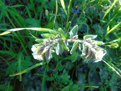 Alkanna corcyrensis