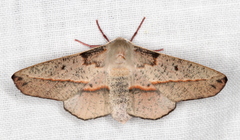 Antictenia punctunculus