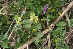 Gagea granulosa