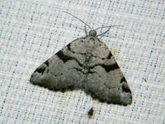 Macaria bitactata