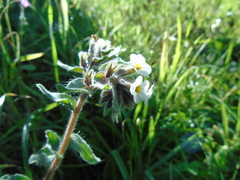 Alkanna corcyrensis