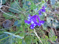 Vicia villosa microphylla