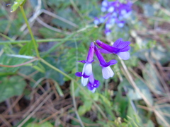 Vicia villosa microphylla