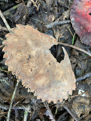 Romaleon antennarium