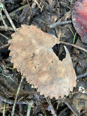 Romaleon antennarium