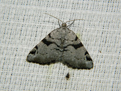 Macaria bitactata