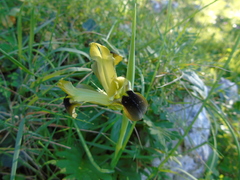Iris tuberosa