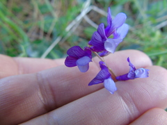 Vicia villosa microphylla