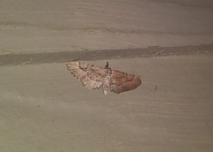 Eupithecia longipalpata