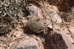 Parodia stuemeri