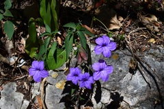 Ruellia breedlovei