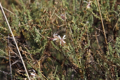 Pelargonium tragacanthoides