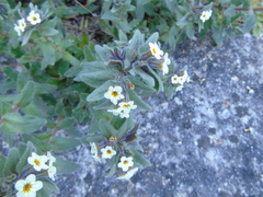 Alkanna corcyrensis