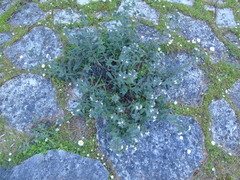 Alkanna corcyrensis