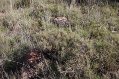 Pelargonium tragacanthoides
