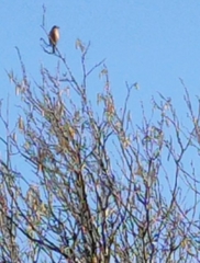 Saxicola rubicola