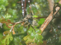 Gedea flavogularis