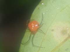 Theridion quadratum