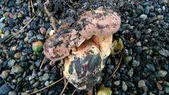 Suillellus amygdalinus