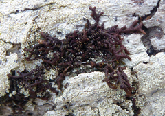 Frullania fugax