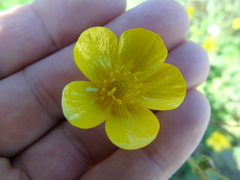 Ranunculus neapolitanus
