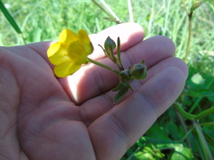 Ranunculus neapolitanus