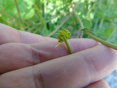 Ranunculus neapolitanus