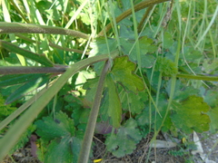 Ranunculus neapolitanus