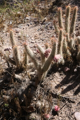 Austrocylindropuntia shaferi