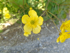 Ranunculus neapolitanus