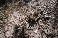 Austrocylindropuntia shaferi