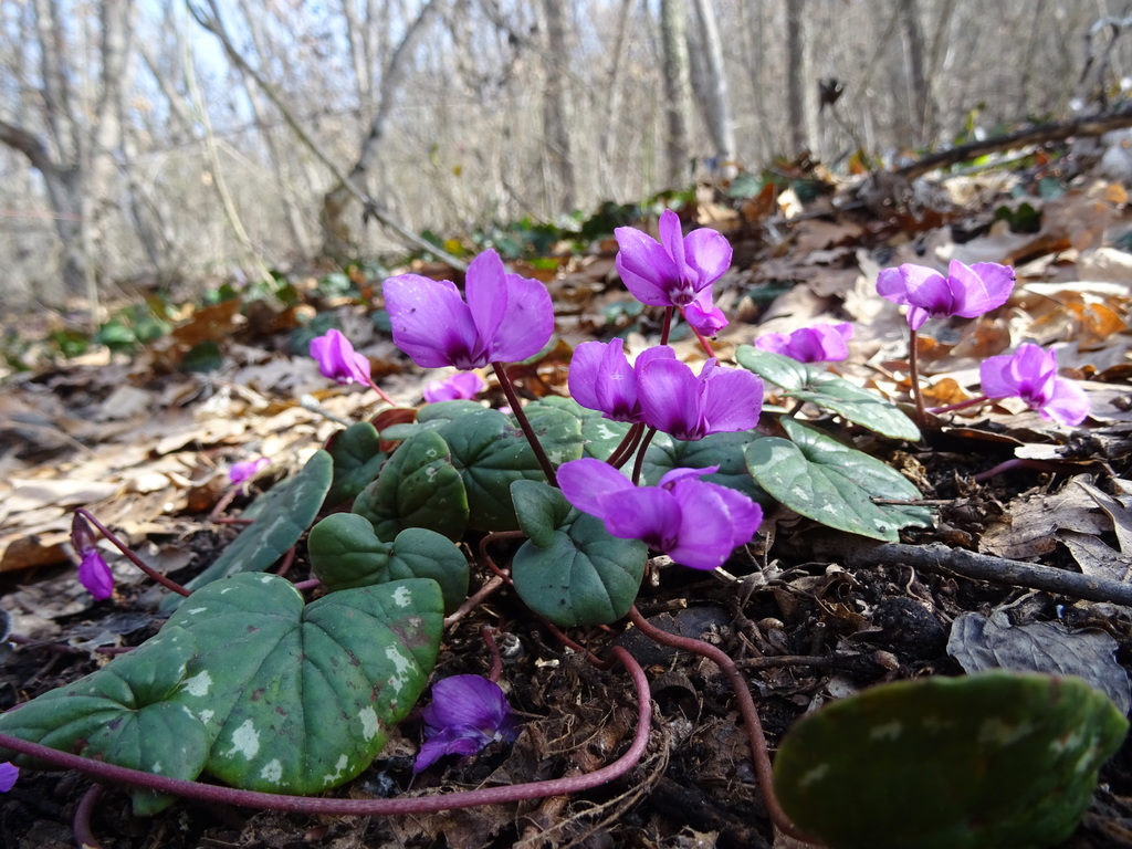 Cyclamen coum, Мелихово