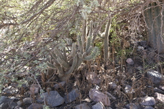 Austrocylindropuntia shaferi