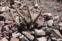 Austrocylindropuntia shaferi