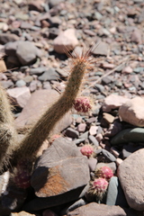 Austrocylindropuntia shaferi
