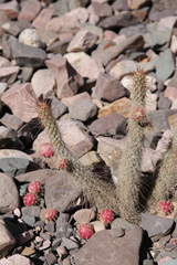 Austrocylindropuntia shaferi