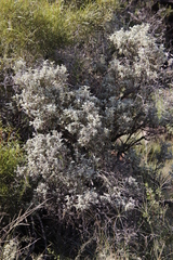 Buddleja glomerata