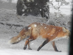 Vulpes vulpes