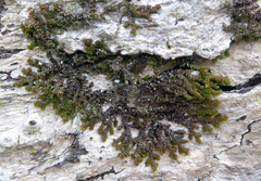 Frullania fugax