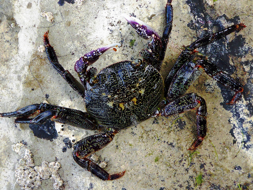 Leptograpsus variegatus