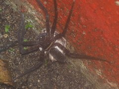 Heteropoda tetrica
